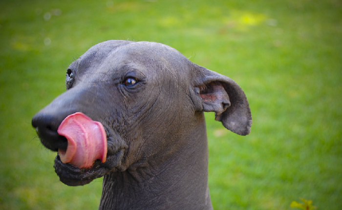 7 datos curiosos sobre los Xoloitzcuintle