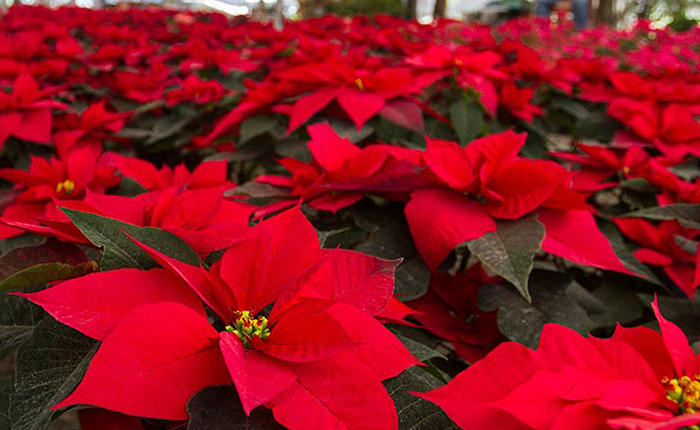 La flor de Nochebuena de México para el mundo