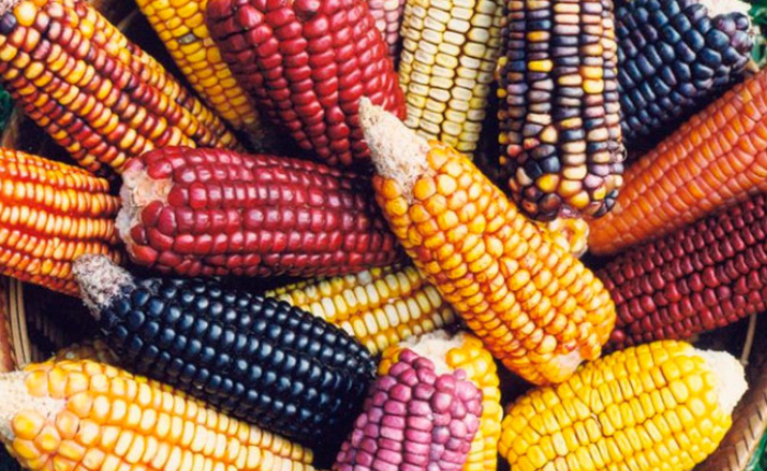 5 datos que debes conocer sobre el maíz