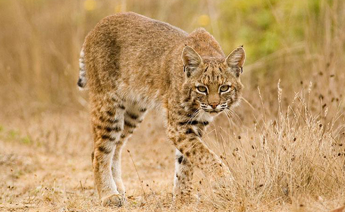 5 curiosidades del gato montés