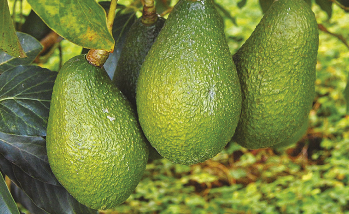 Aguacate: el oro verde es originario de México