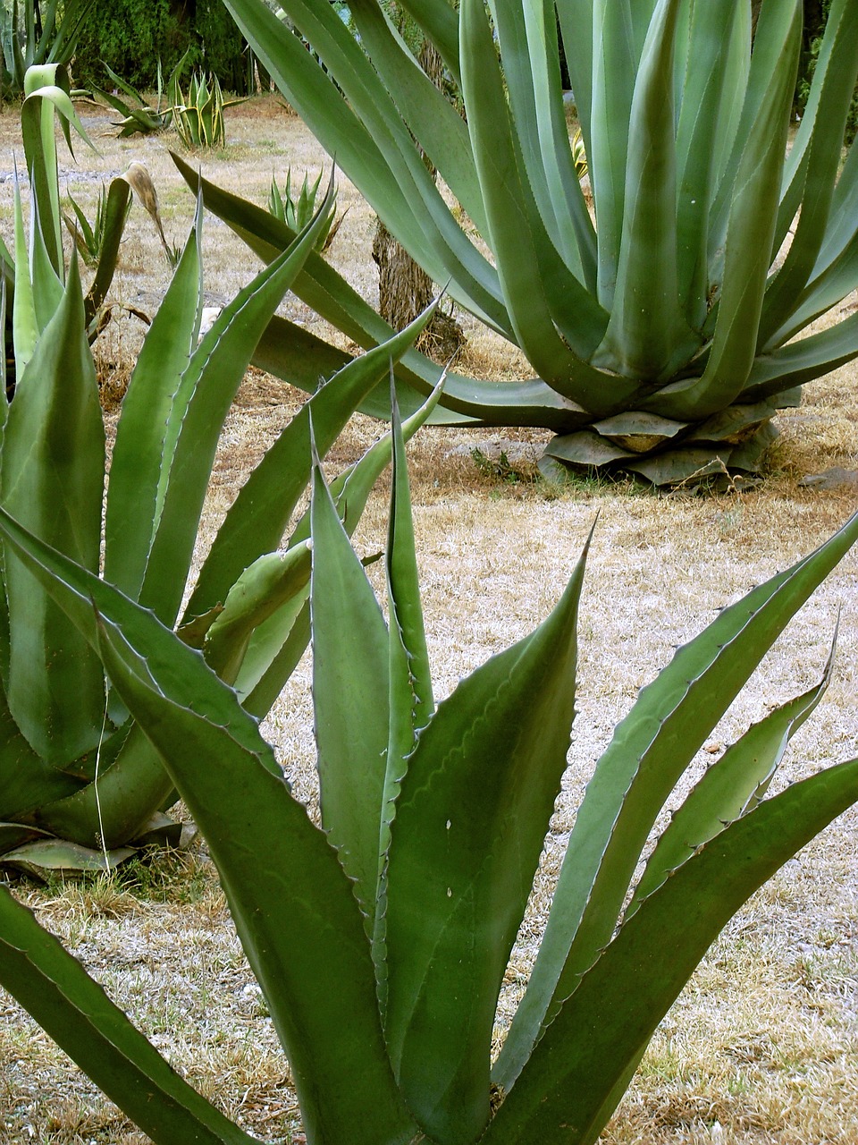 El maguey, una especie endémica de México