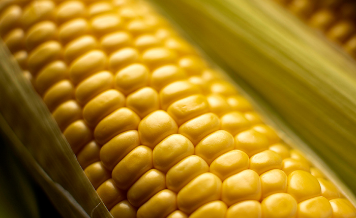 Maíz de colores: diversidad genética del maíz mexicano