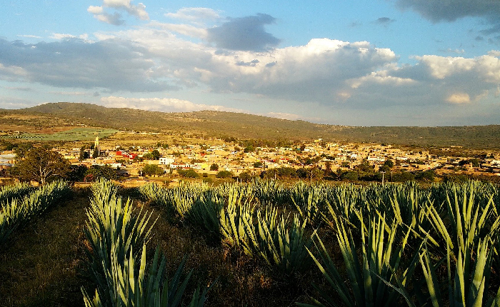 El tequila, una bebida 100% mexicana