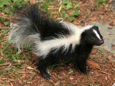 Zorrillo pigmeo, especie mexicana que habita en el Ajusco