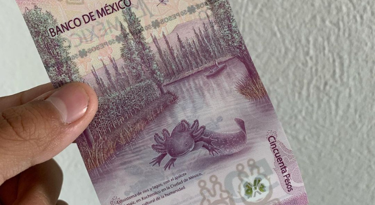 El revuelo que causó el nuevo billete del ajolote mexicano