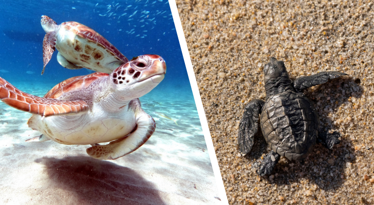 Las 6 especies de tortugas marinas que visitan playas mexicanas