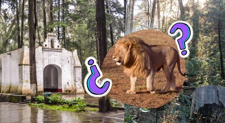 Desierto de los Leones: descubre un oasis misterioso en la CDMX